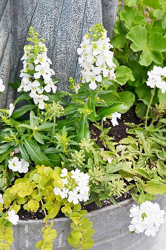 White flowers around a galvanized tub fountain