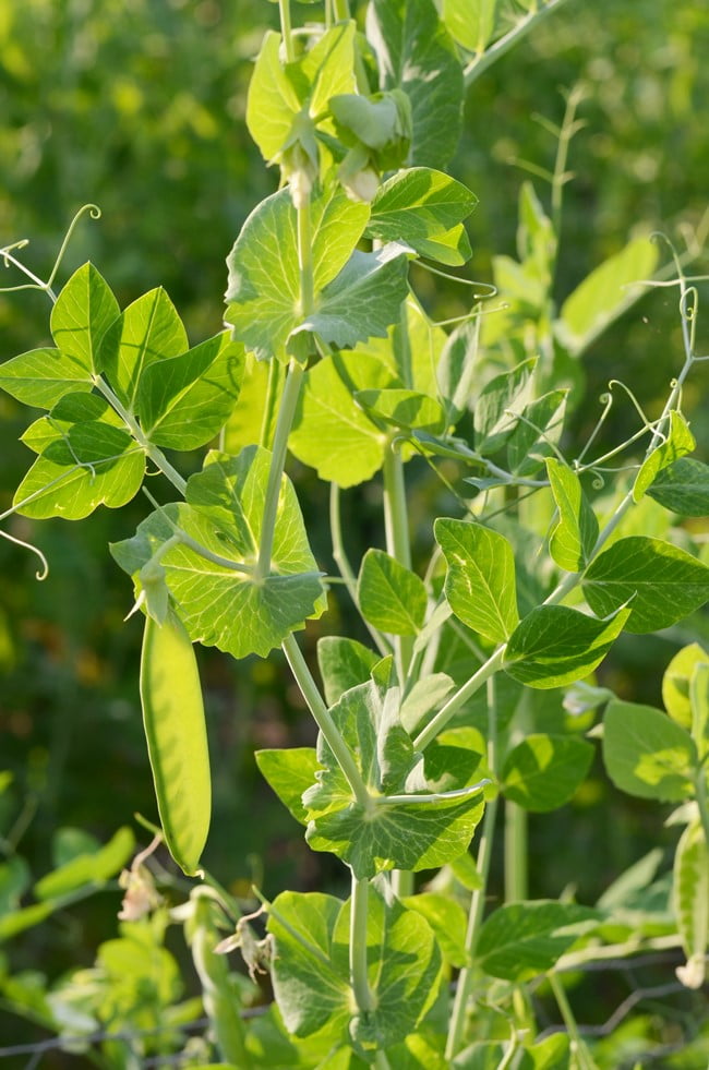 Garden peas growing in the garden at cottage at the crossroads