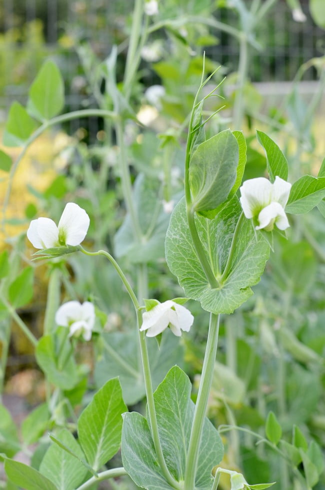 Garden pea flowers