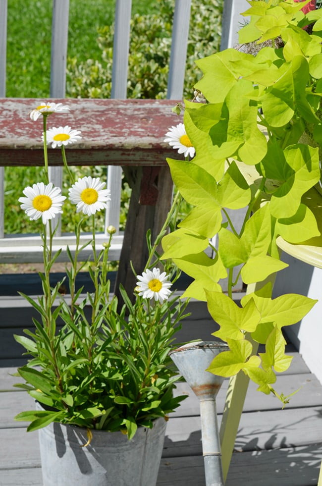 Sweet potato vine and shasta daises