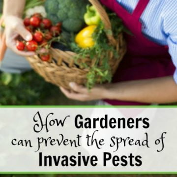 How gardeners can prevent the spread of invasive pests square
