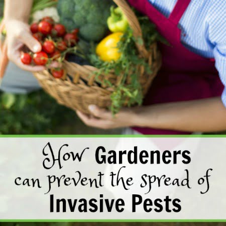 Stop Invasive Pests How Gardeners Can Help Prevent the Spread of Invasive Pests - Cottage ...