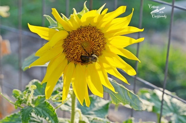 Sunflower