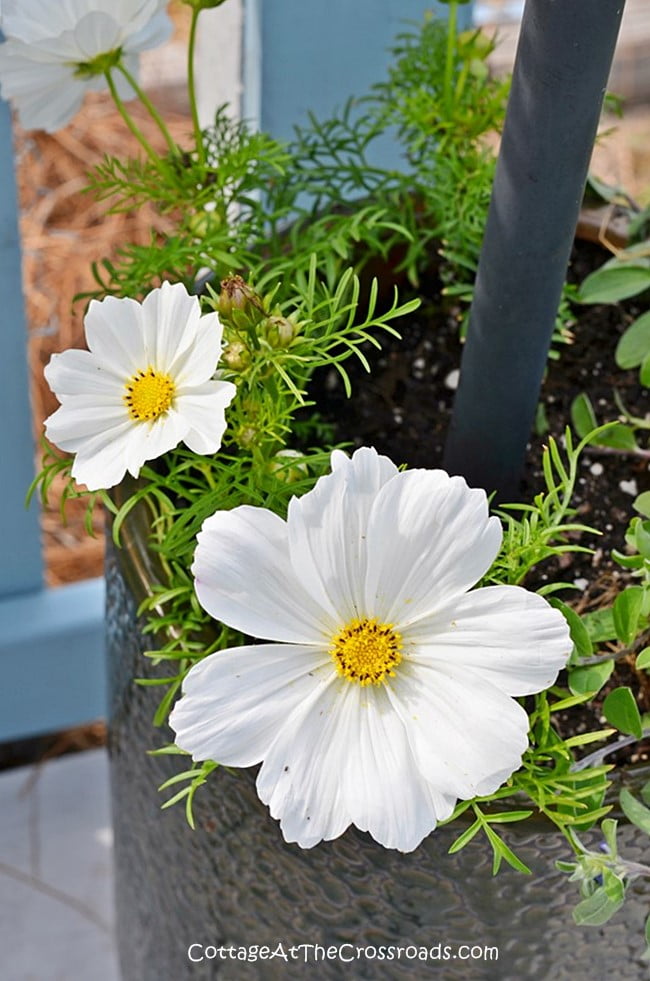 Cosmos growing in our garden