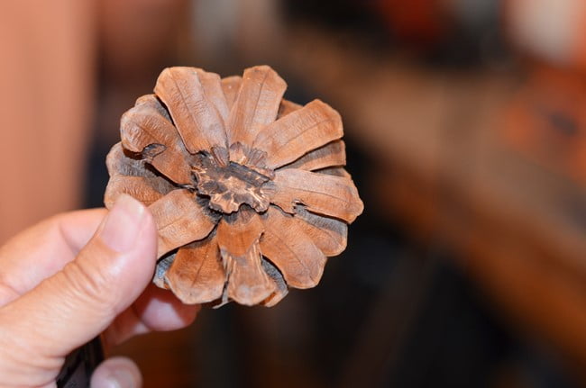 Cut pine cone to make zinnia flowers