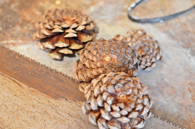 Cutting pine cones to make zinnia flowers