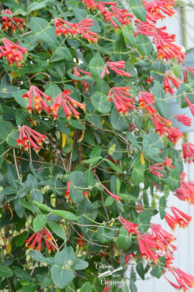 Mr. Wheeler honeysuckle vine