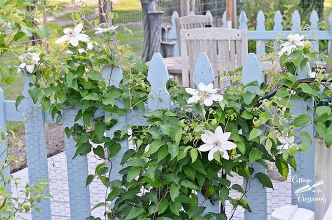 Clematis growing in our garden