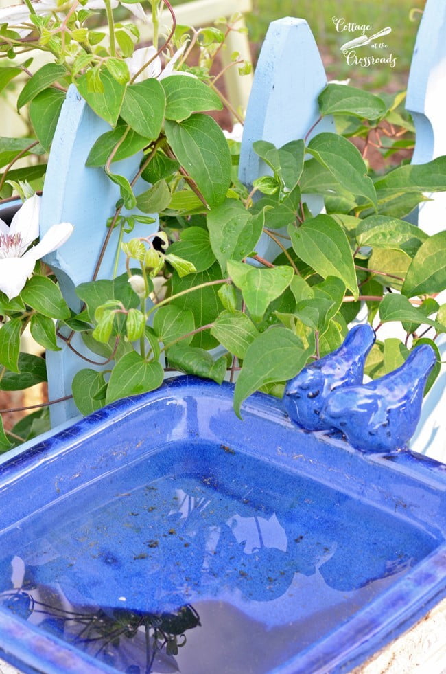 Blue bird bath in our garden