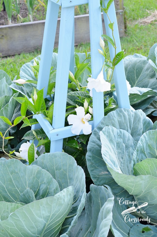 Cabbages in raised beds