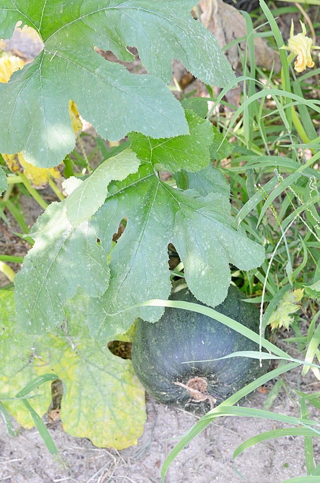 Garden tour-pumpkin vines