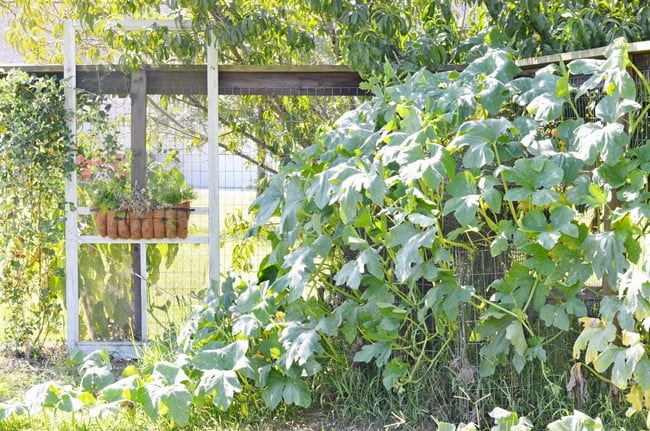 Pumpkin vines in the garden