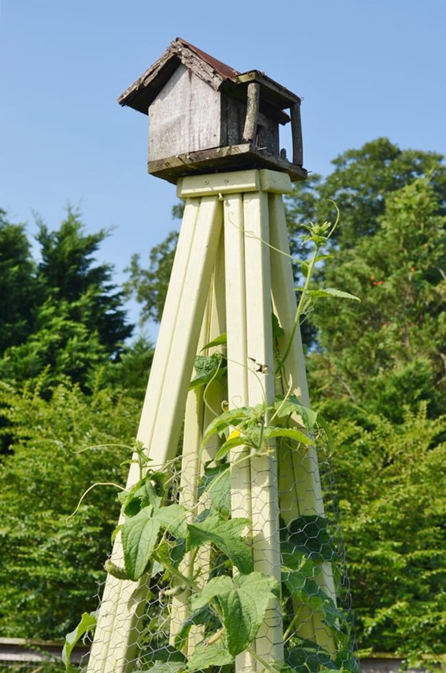 Cucumbers growing on a wooden obelisk
