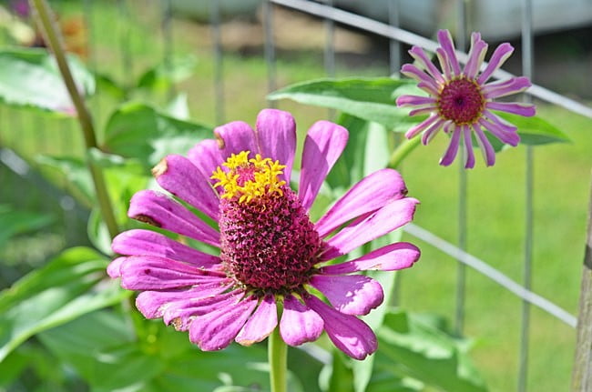 Sunflower in the garden