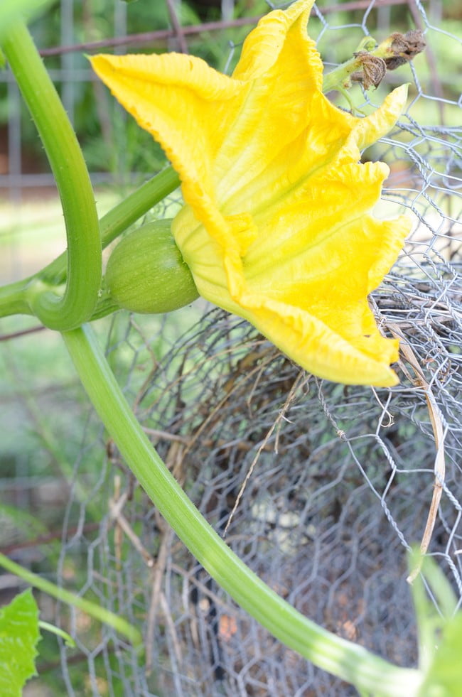 Baby pumpkin in the garden