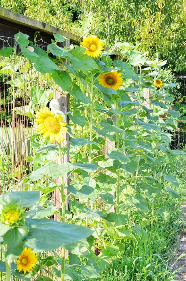 Sunflowers and gourds growing on the garden fence