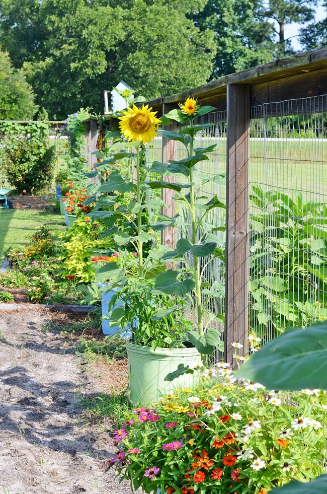 Sunflowers and zinnias in the garden