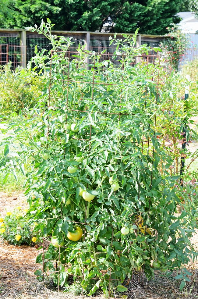 Purple cherokee heirloom tomatoes