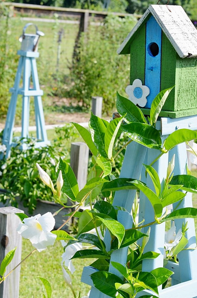 Blue trellises in raised beds in the garden