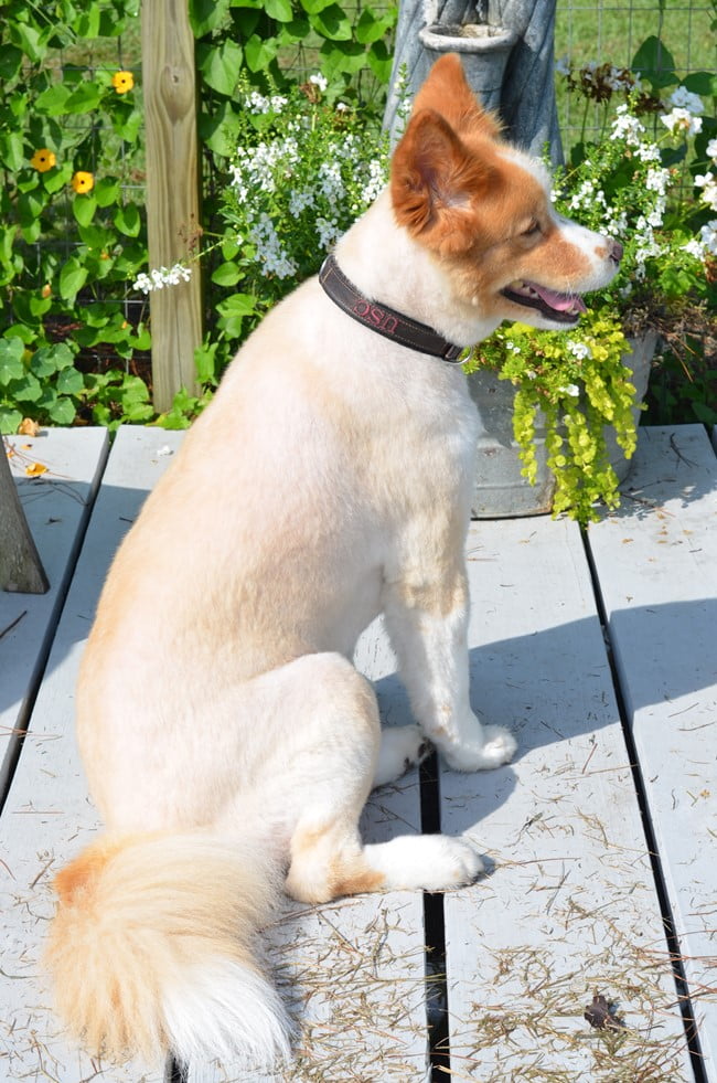 Lucy, our dog, in the garden