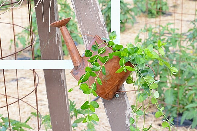 Miniature watering can with a plant