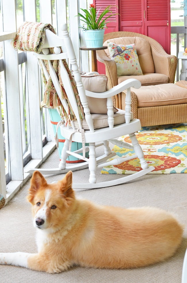 Lucy on our fall porch