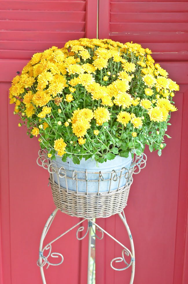 Yellow mum on a fall porch