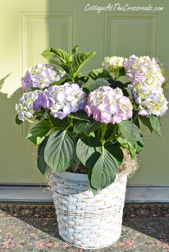 Hydrangeas in painted wicker plant baskets | cottage at the crossroads