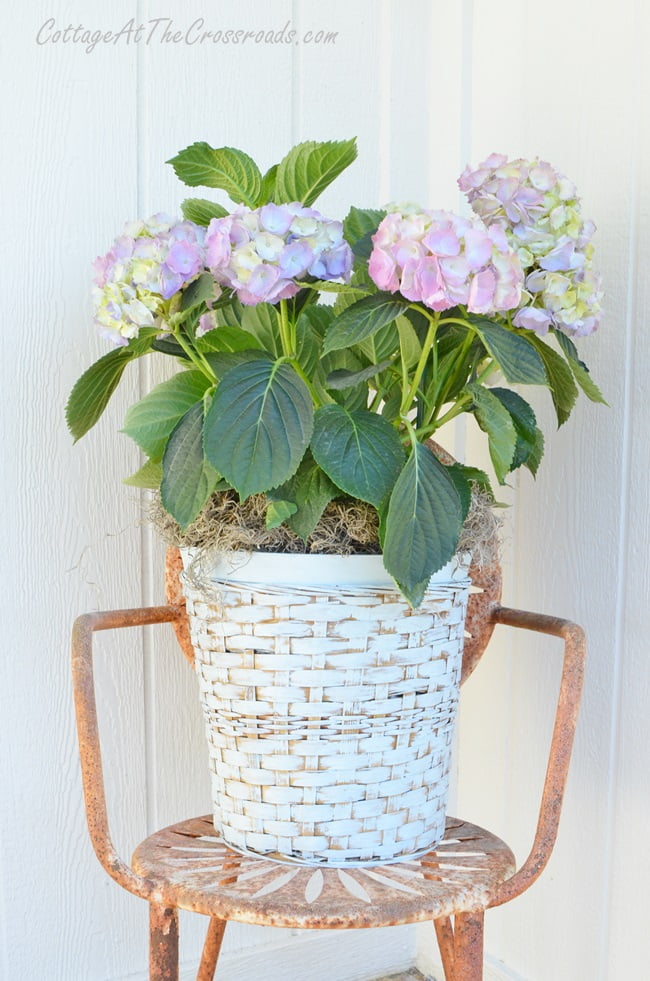 Hydrangeas in a painted wicker plant basket | cottage at the crossroads