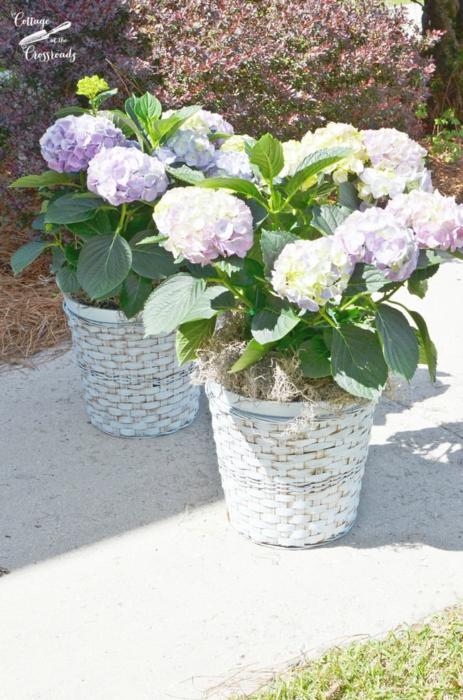 Hydrangeas in painted wicker plant baskets | cottage at the crossroads