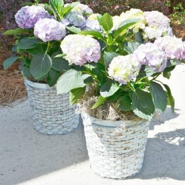 Hydrangeas in painted wicker plant baskets square