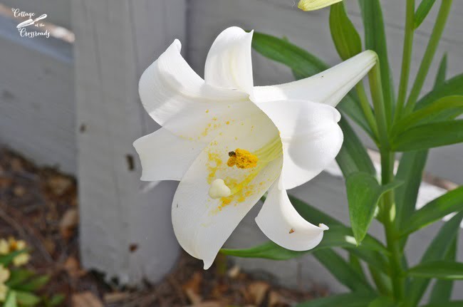 Easter lily | cottage at the crossroads