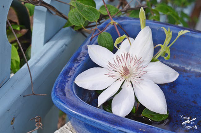 White henryi clematis | cottage at the crossroads