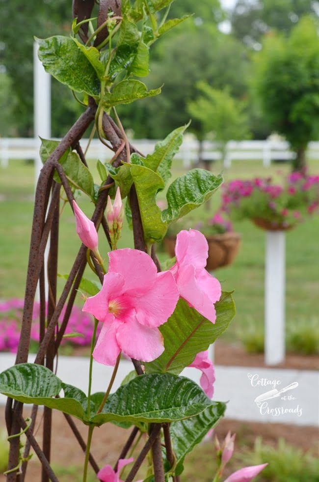 Pink mandevilla vine on a trellis in a whiskey barrel | cottage at the crossroads