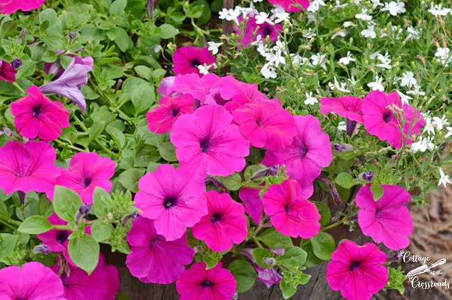 Pink wave petunias