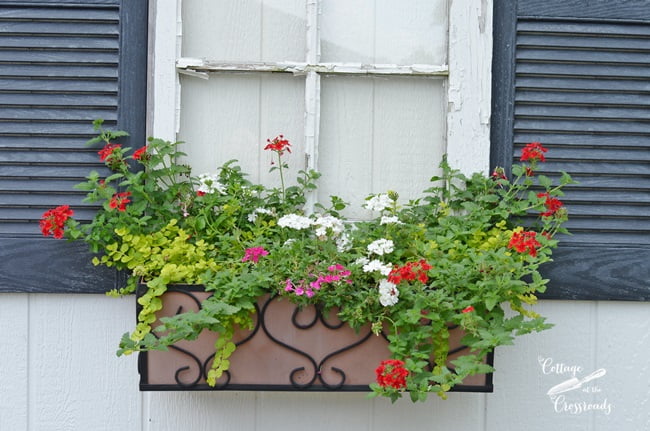 Flower box planted with pretty annuals | cottage at the crossroads