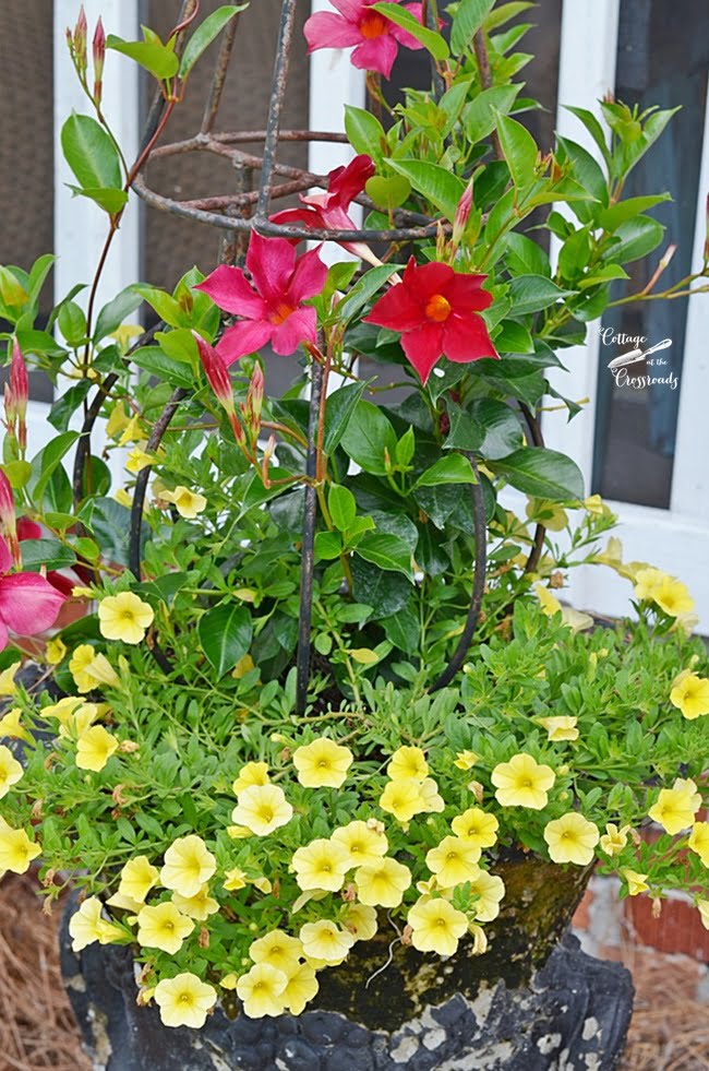 Red mandevilla and yellow callibrochoa | cottage at the crossroads