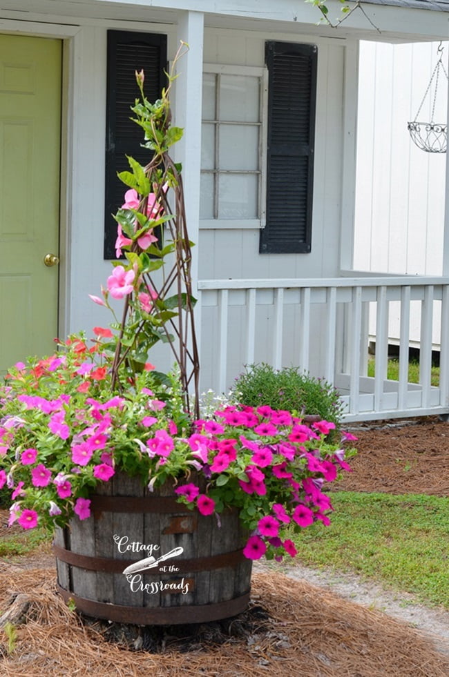 Flowers in a barrel | cottage at the crossroads