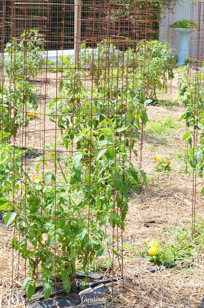 Marigolds planted among tomato plants | cottage at the crossroads