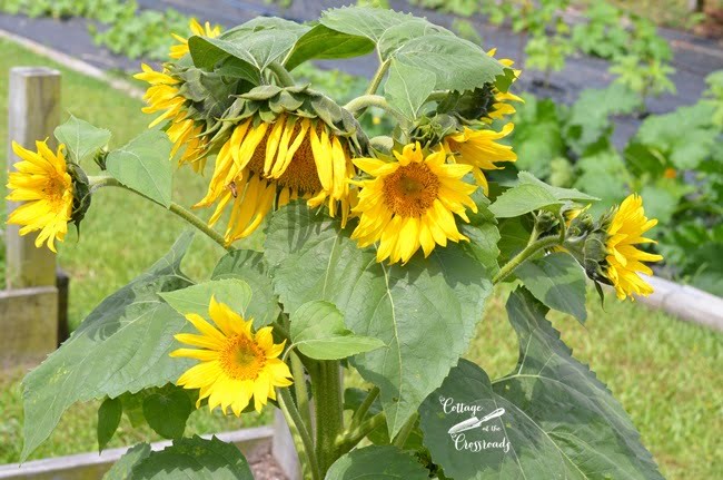 Sunflowers in the garden | cottage at the crossroads