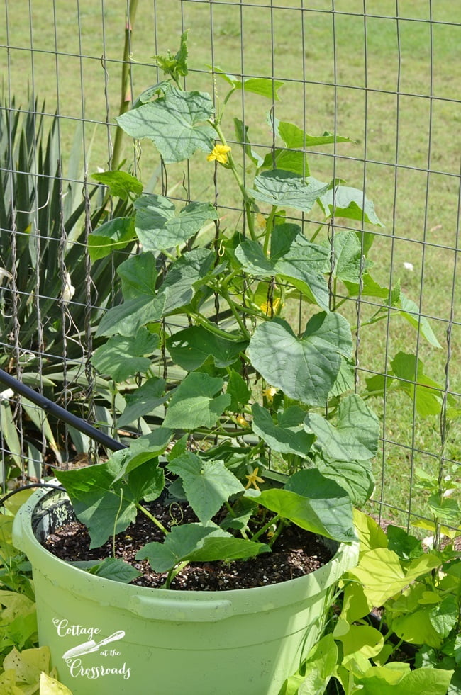 Cucumber vines planted in pots | cottage at the crossroads
