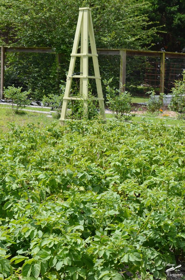 Potato plants in the garden | cottage at the crossroads