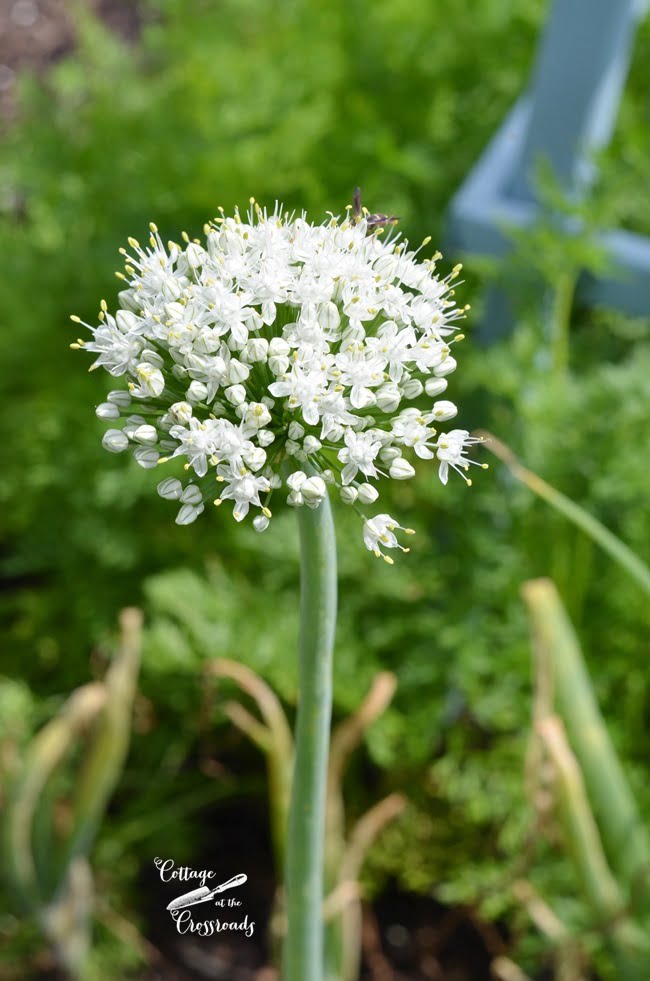 Onion flower | cottage at the crossroads