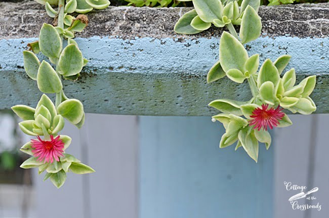 Red apple ice plant | cottage at the crossroads