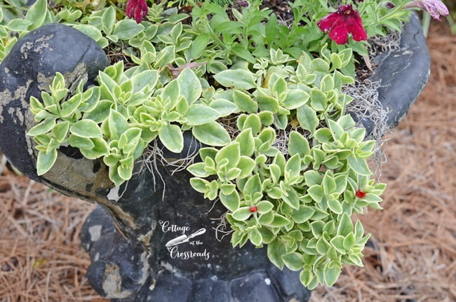 Red ice plant | cottage at the crossroads