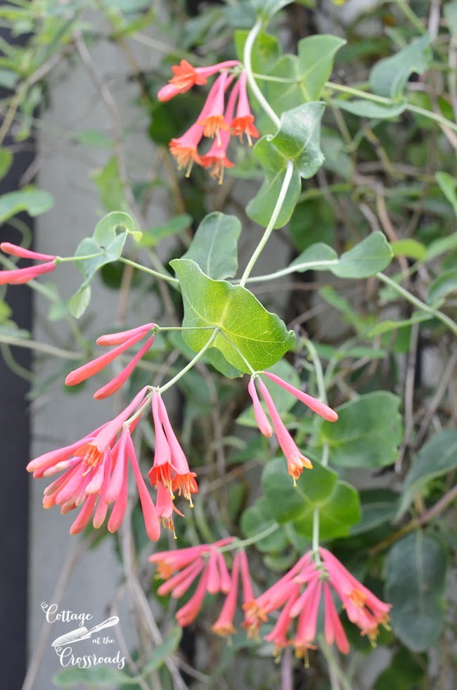 Major wheeler honeysuckle vine | cottage at the crossroads