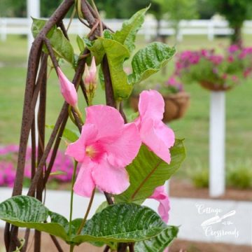 Pink mandevilla vine on an iron trellis in a barrel | cottage at the crossroads