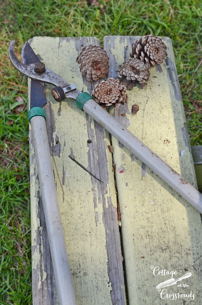 Using loppers to cut pine cones