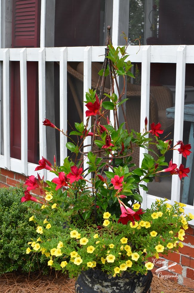 Red mandevilla vine surrounded by yellow callibrochia