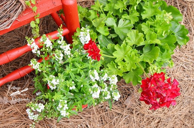 White angelonia and red geraniums